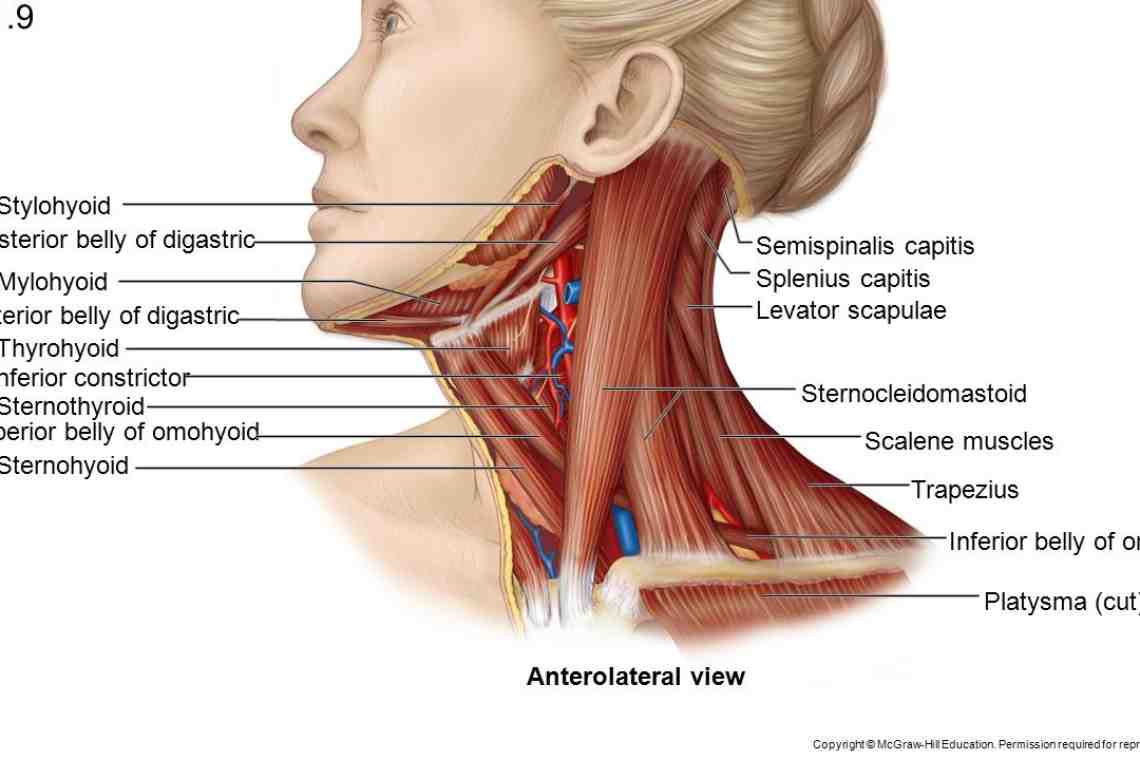 Анатомия шеи: позвонки, мышцы, сосуды